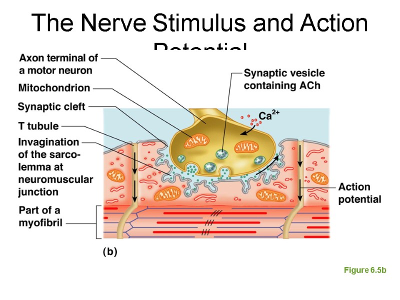 The Nerve Stimulus and Action Potential Figure 6.5b